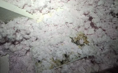 Mold Remediation