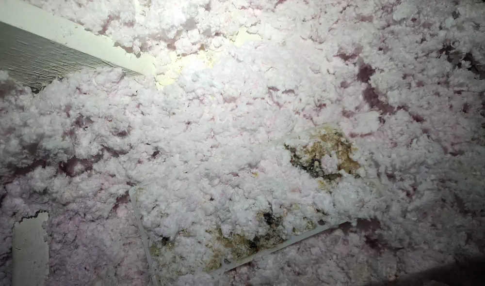 mold remediation Colorado Springs